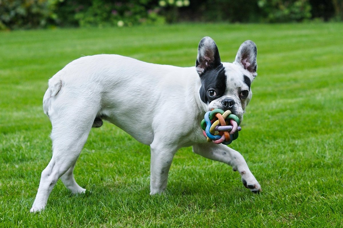 French Bulldog breathing and respiratory care