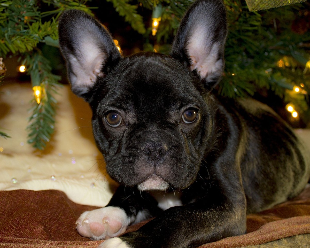 French Bulldog close-up portrait showing facial wrinkles