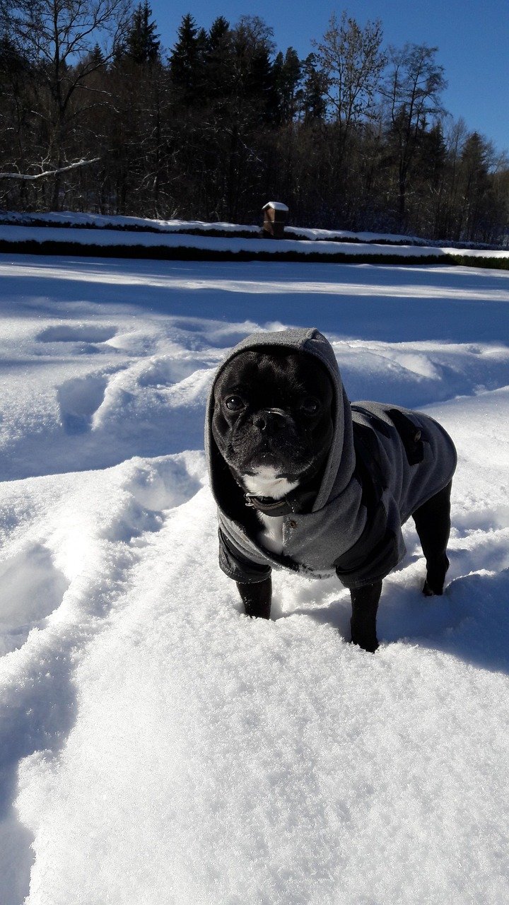French Bulldog feeding and diet nutrition
