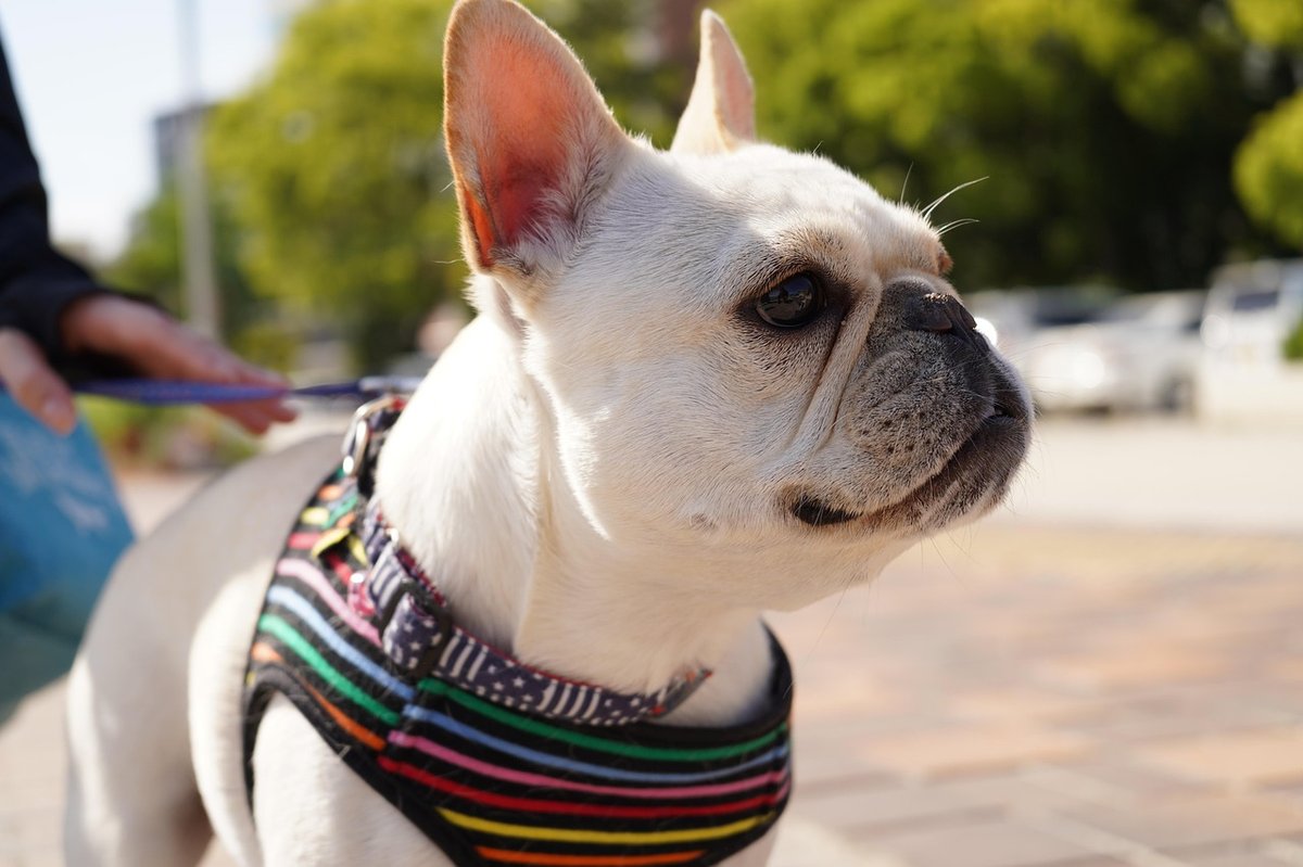 French Bulldog outdoor exercise and walking