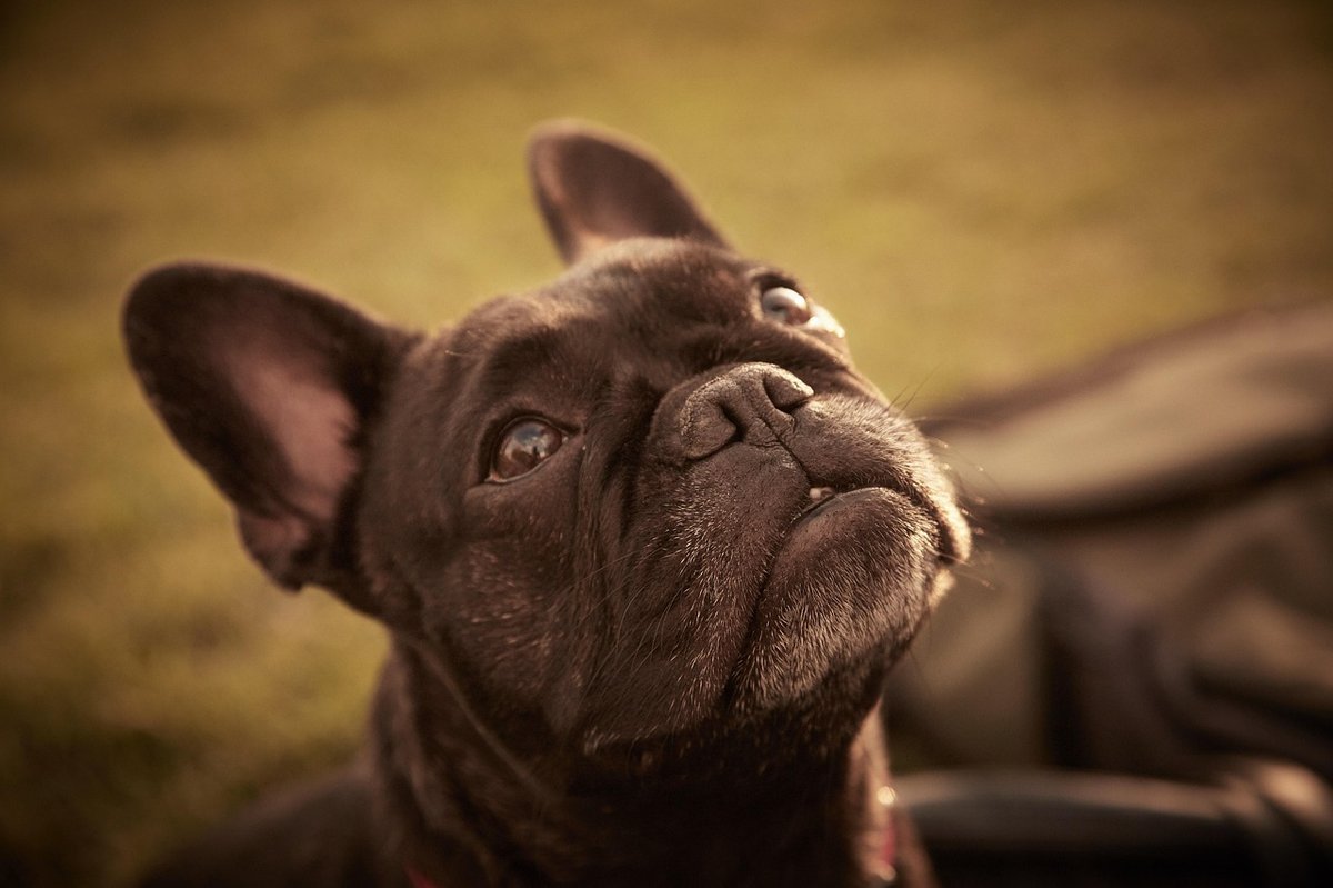 French Bulldog puppy