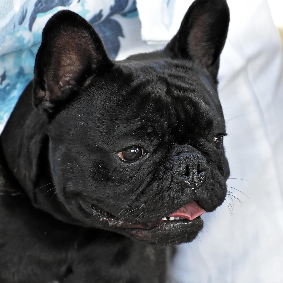 French Bulldog wrinkle and skin care cleaning routine