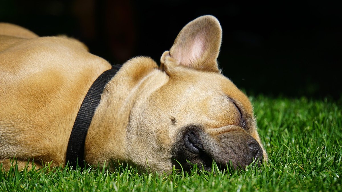 French Bulldog